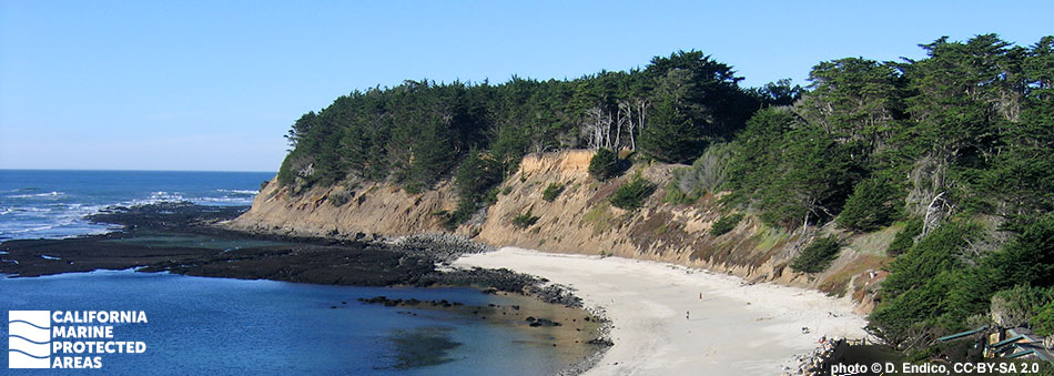 coastal cypress trees line a steep cliff face, a small area of beach is made up of fine sand, as the beach extends to the point, it transitions into a flat rocky reef, with dark rocks creating a protective semi-circle around the point